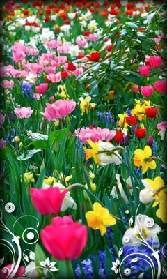 Flowers Live Wallpaper android App screenshot 1