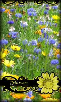 Flowers Live Wallpaper android App screenshot 3