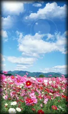 Flowers Live Wallpaper android App screenshot 5