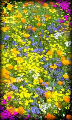 Flowers Live Wallpaper android App screenshot 6